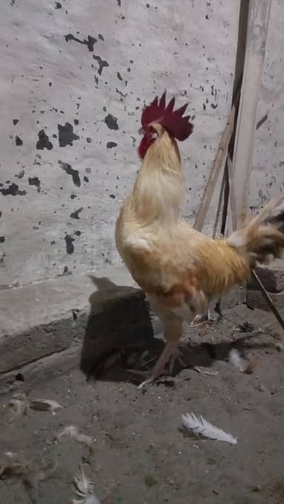 2 Roosters for sale