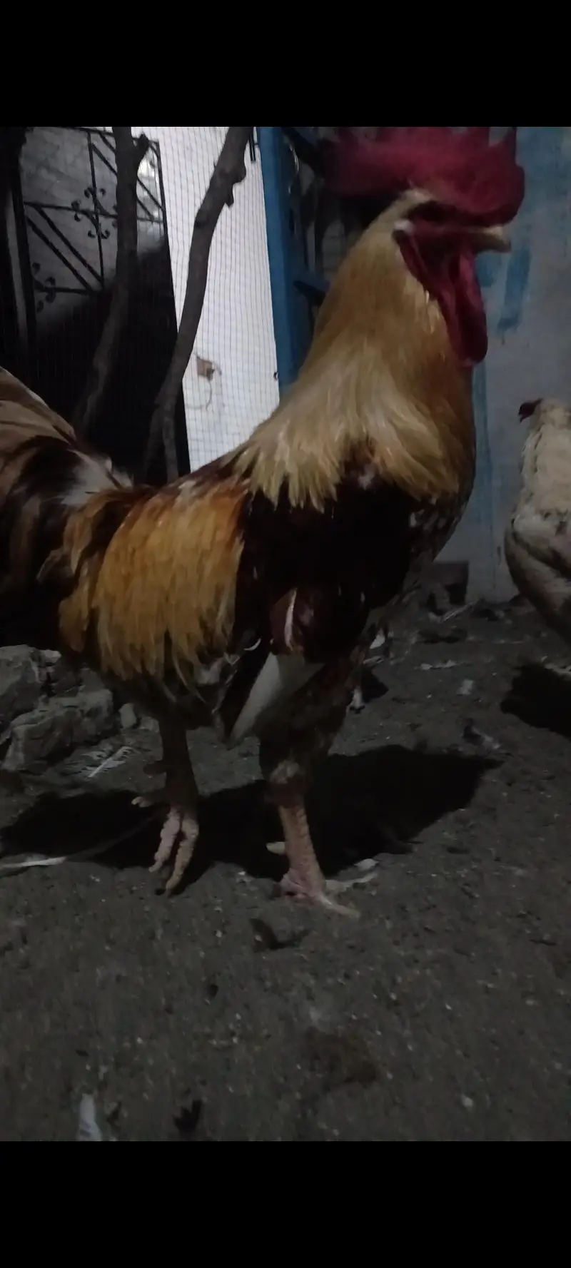 2 Roosters for sale — photo 2
