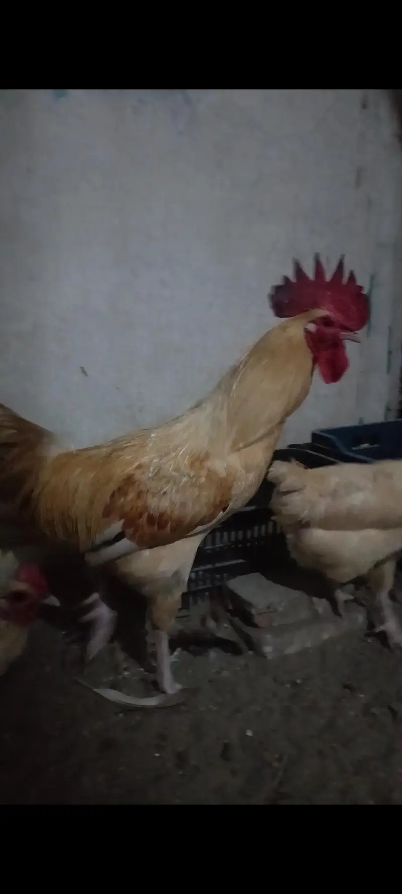 2 Roosters for sale — photo 3