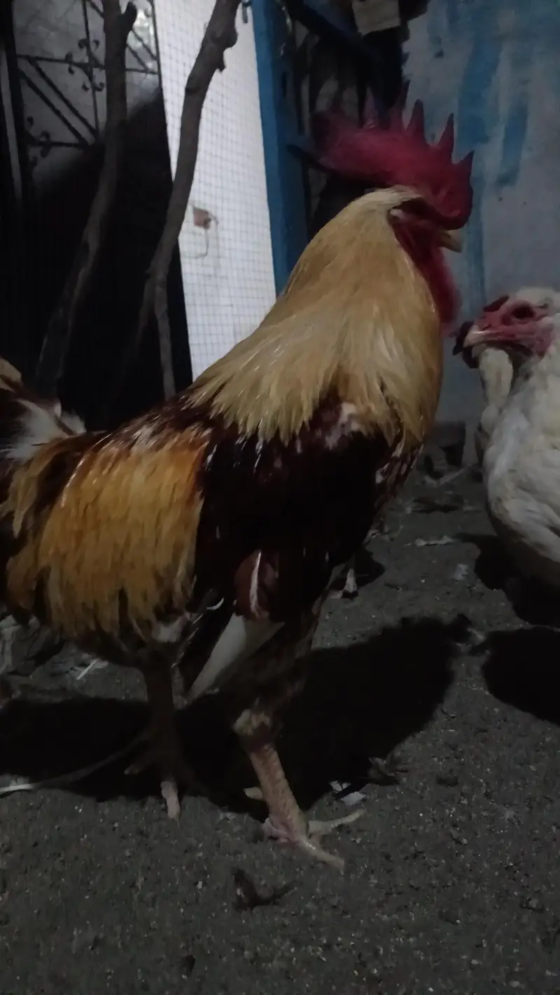 2 Roosters for sale — photo 4