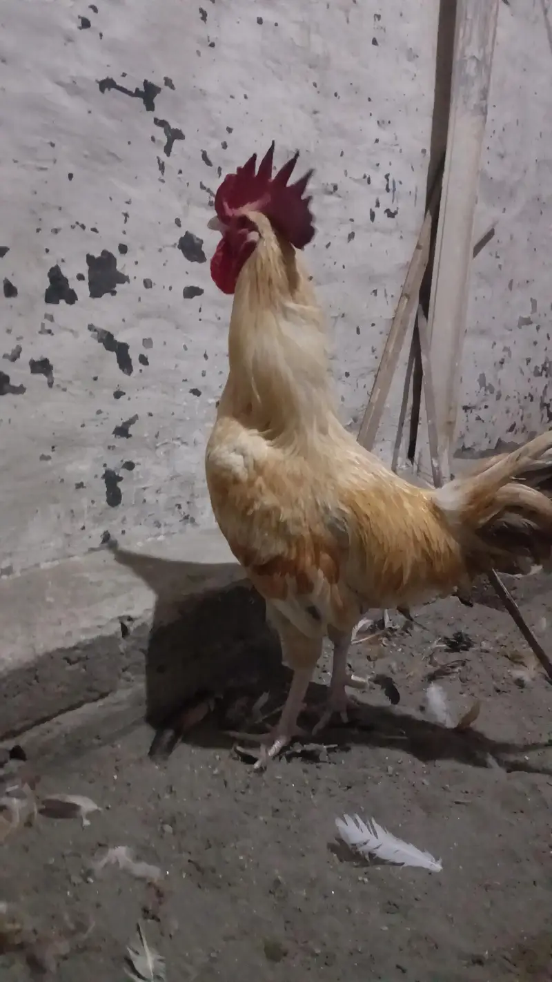 2 Roosters for sale — photo 5