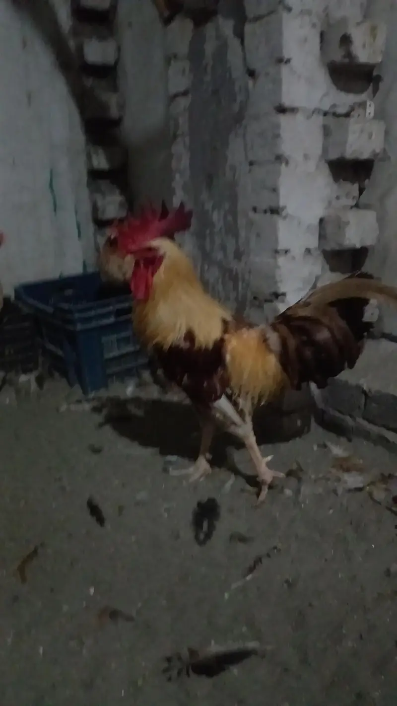 2 Roosters for sale — photo 6
