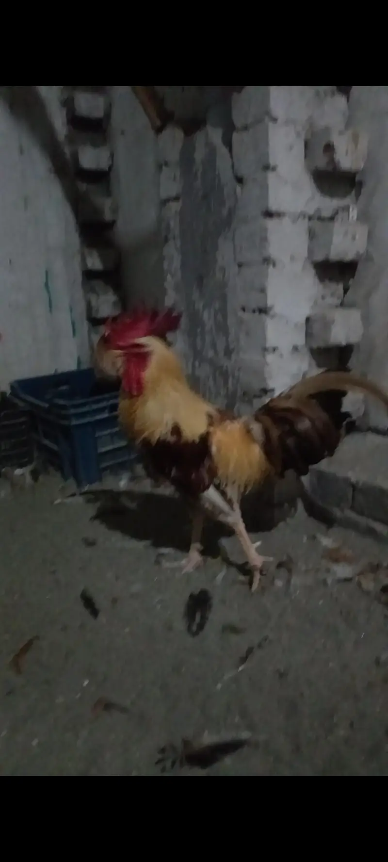 2 Roosters for sale — photo 7