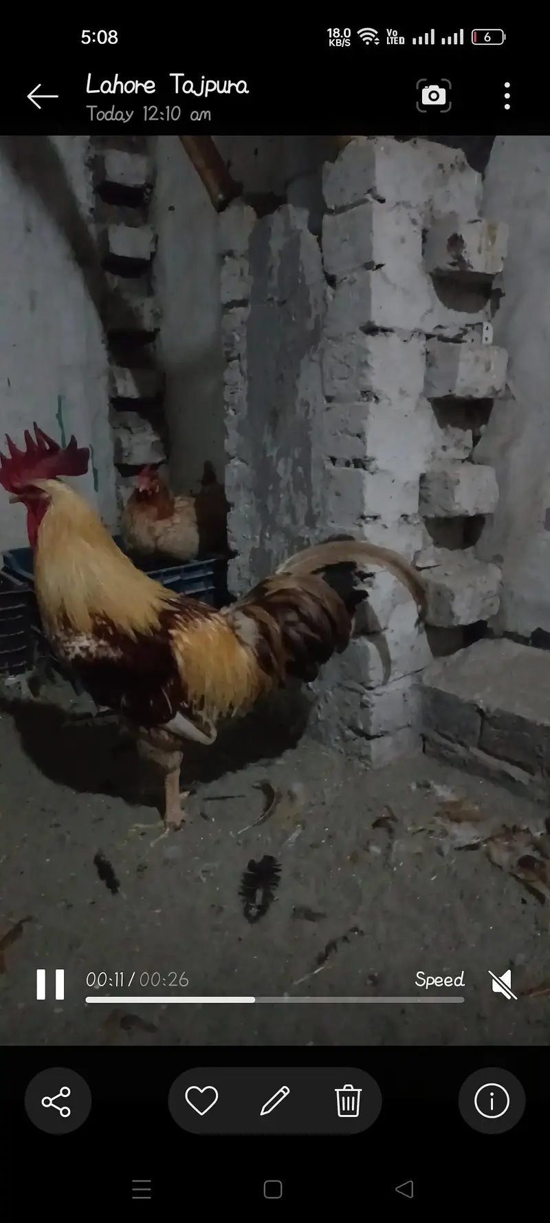 2 Roosters for sale — photo 8