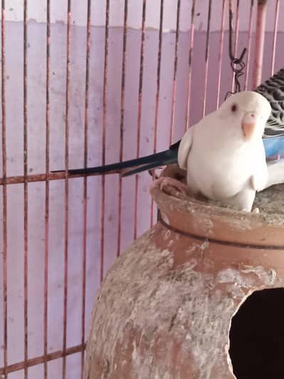 Australian female red eyes