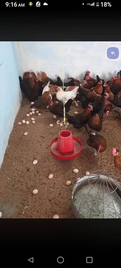 golden misri murgi 1000per kg egg laying females