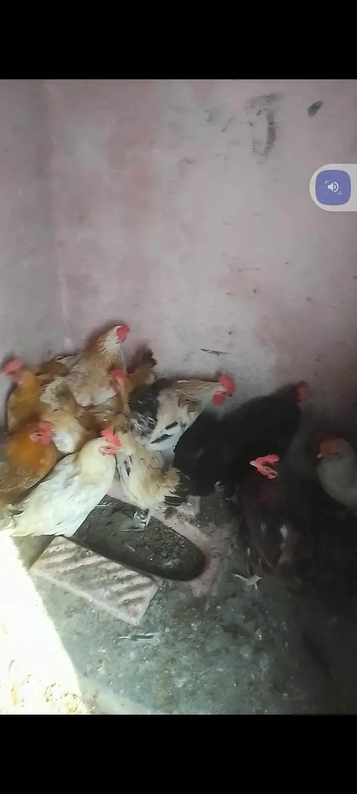 golden misri murgi 1000per kg egg laying females — photo 2