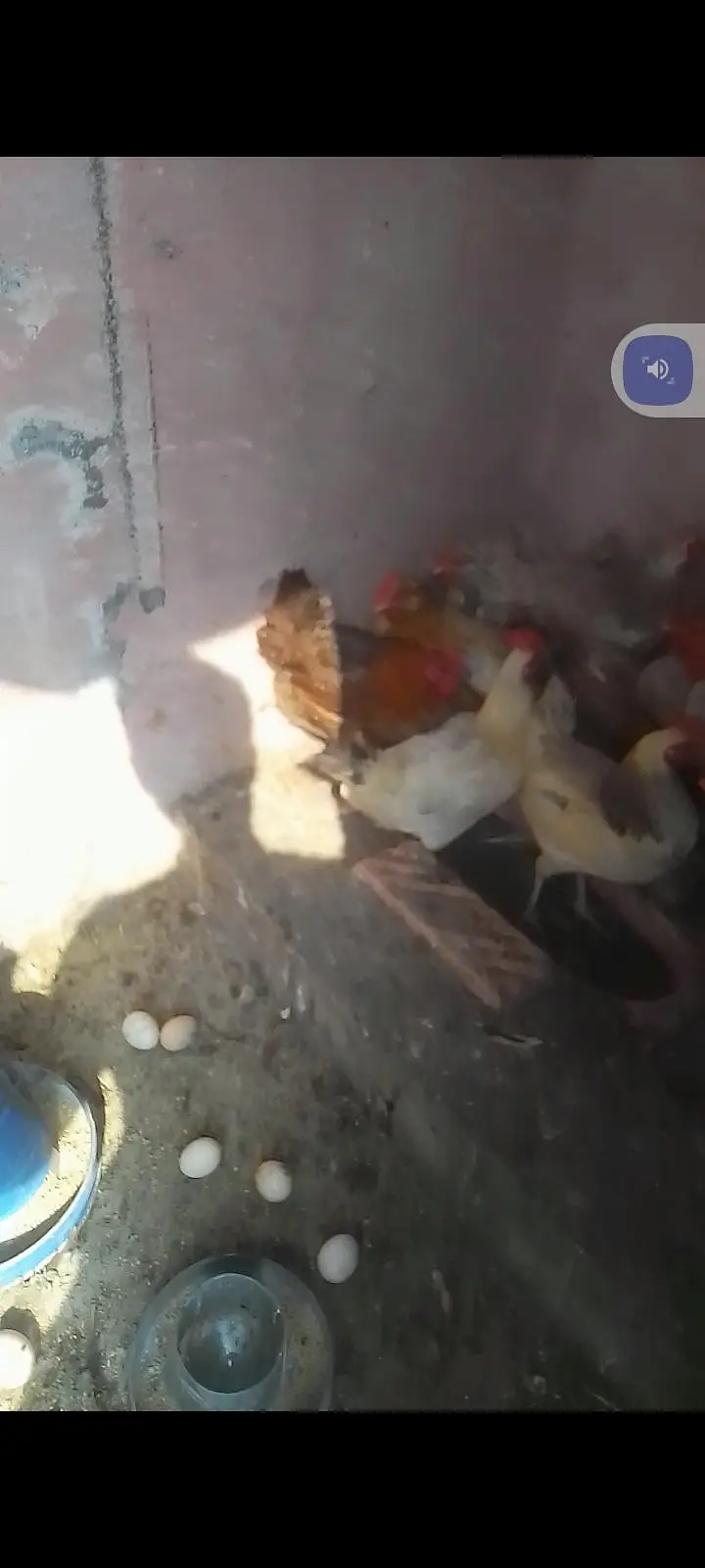 golden misri murgi 1000per kg egg laying females — photo 3