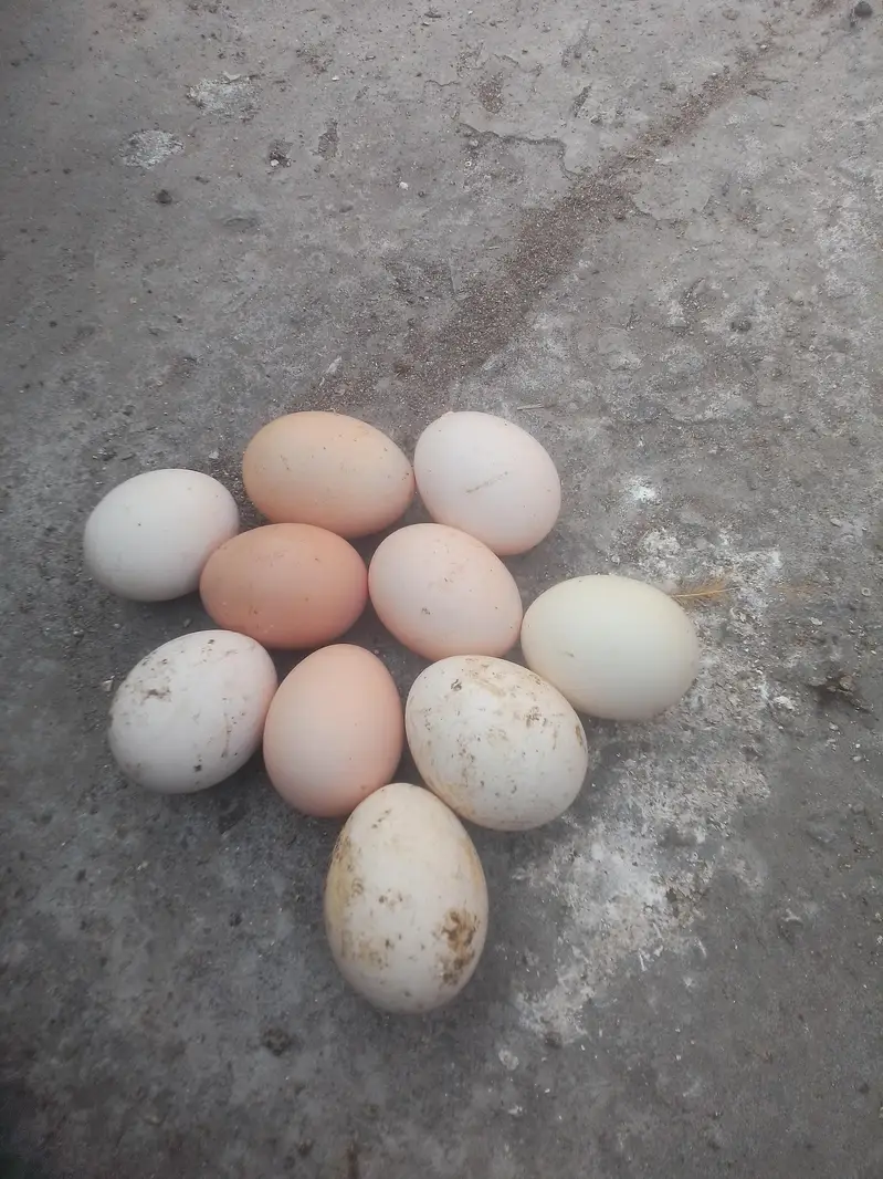 golden misri murgi 1000per kg egg laying females — photo 5