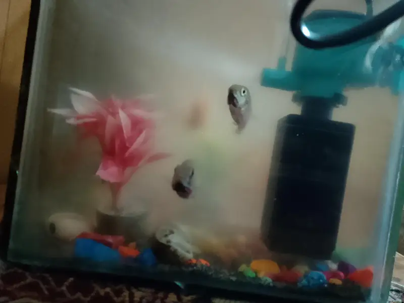 fishes with fountain