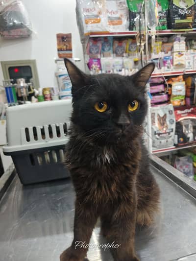 Persian cat male