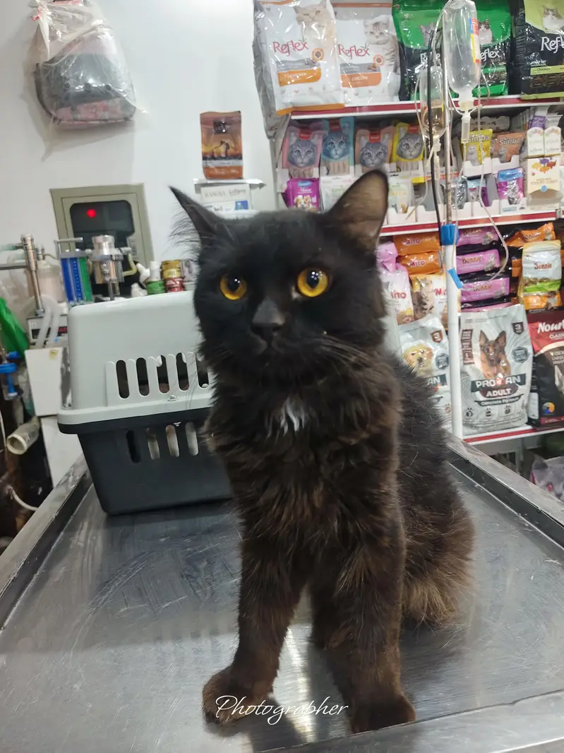 Persian cat male — photo 2