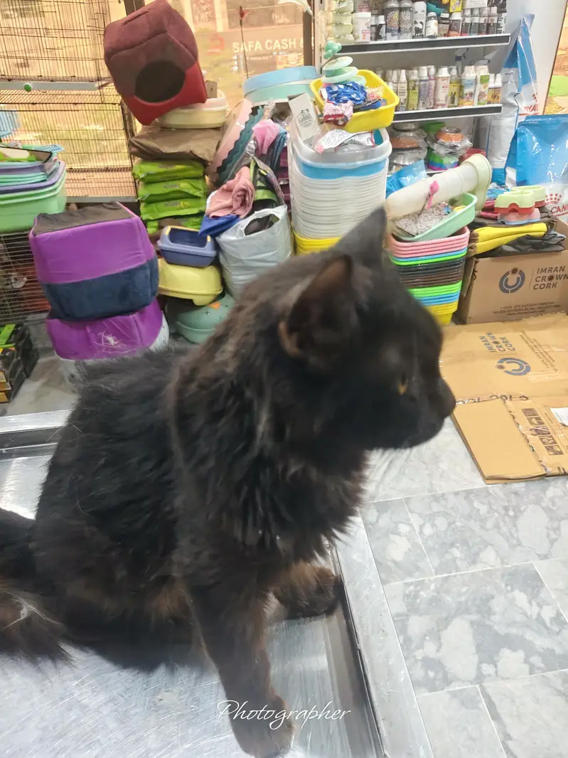 Persian cat male — photo 3