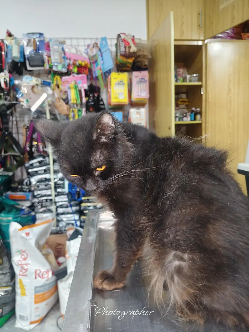 Persian cat male — photo 4