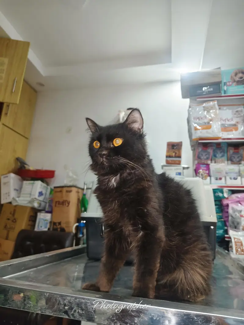 Persian cat male — photo 5