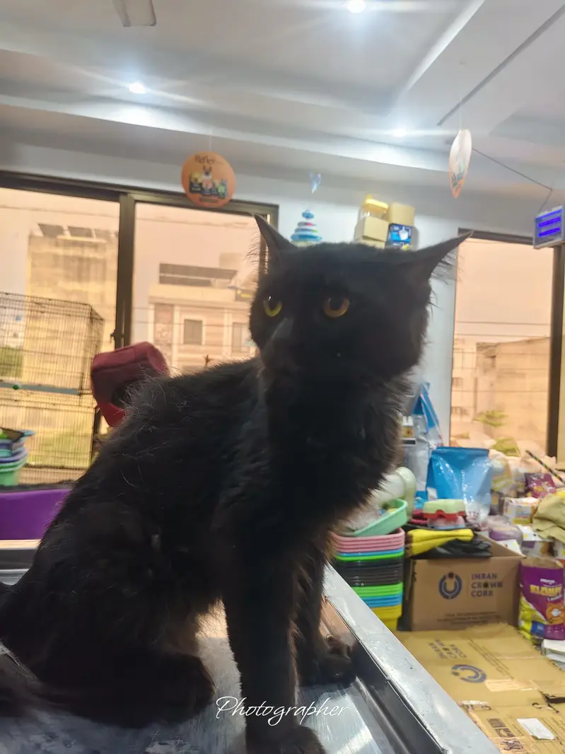 Persian cat male — photo 6