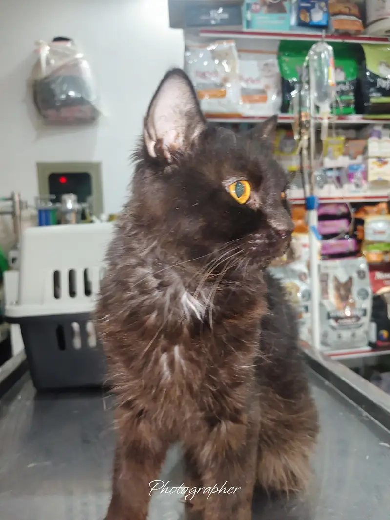Persian cat male — photo 8