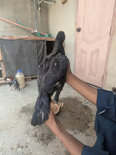 aseel lasani pathy in low price