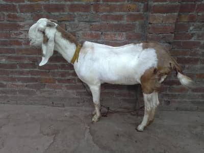 Rajanpuri Ablak Female 8 Dant Healthy And Active