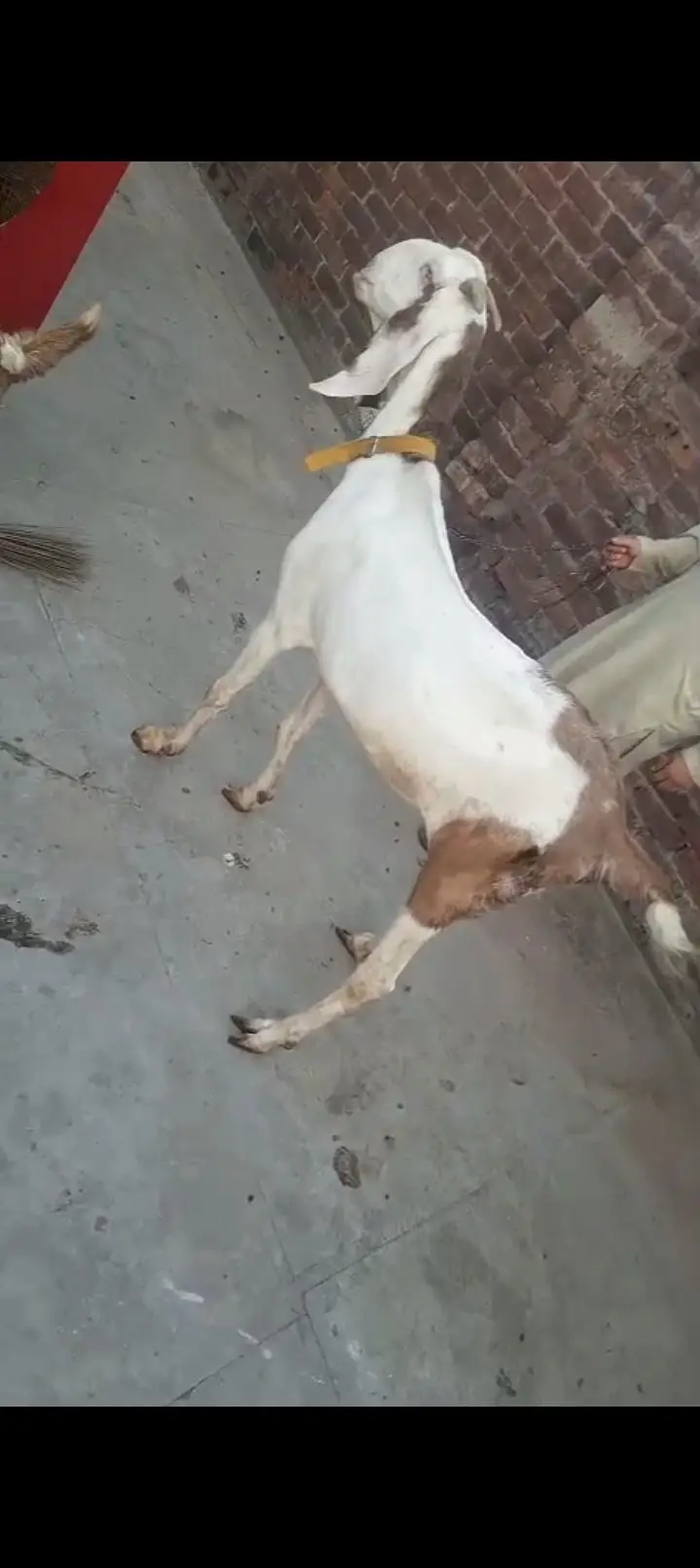 Rajanpuri Ablak Female 8 Dant Healthy And Active — photo 2