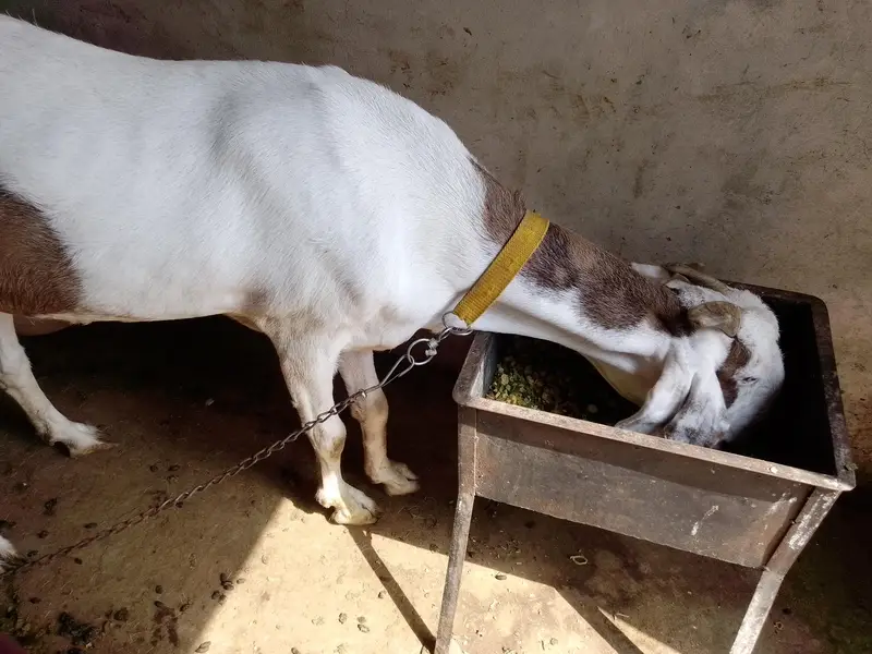Rajanpuri Ablak Female 8 Dant Healthy And Active — photo 3