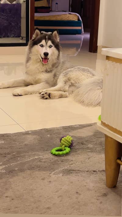 Siberian Husky Male – 11 Months Old | Grey & White | Urgent Sale