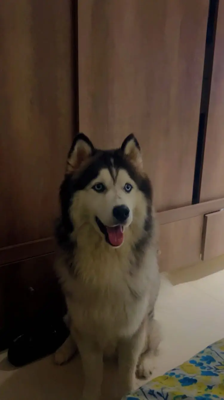 Siberian Husky Male – 11 Months Old | Grey & White | Urgent Sale — photo 2