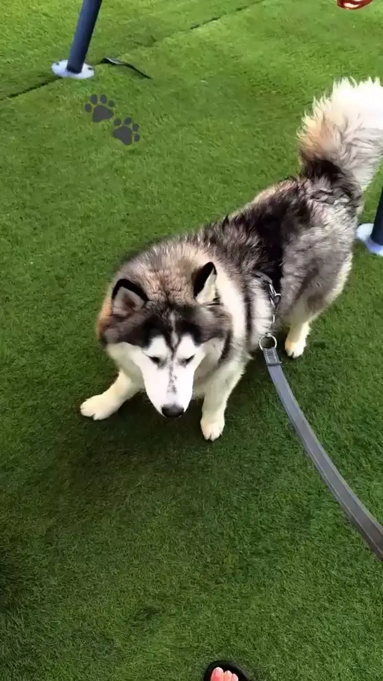 Siberian Husky Male – 11 Months Old | Grey & White | Urgent Sale — photo 3