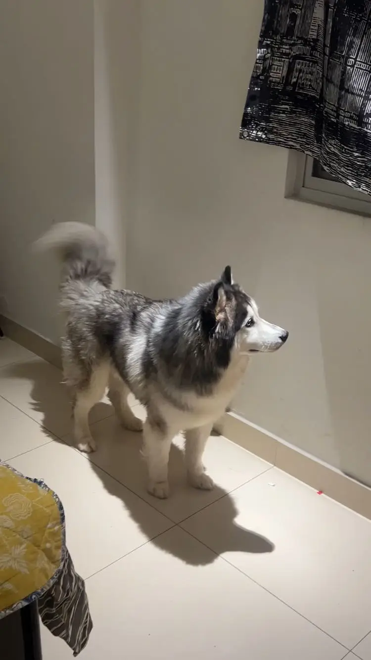 Siberian Husky Male – 11 Months Old | Grey & White | Urgent Sale — photo 6