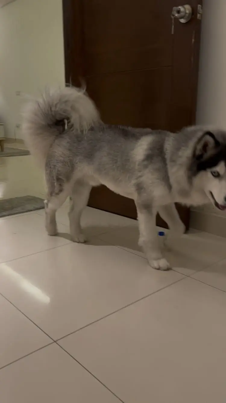 Siberian Husky Male – 11 Months Old | Grey & White | Urgent Sale — photo 7