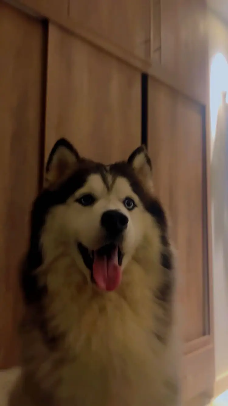 Siberian Husky Male – 11 Months Old | Grey & White | Urgent Sale — photo 10
