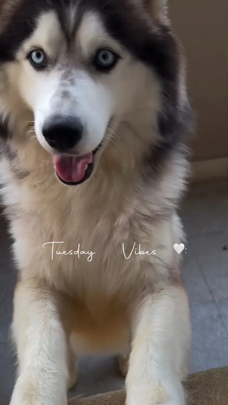 Siberian Husky Male – 11 Months Old | Grey & White | Urgent Sale — photo 11