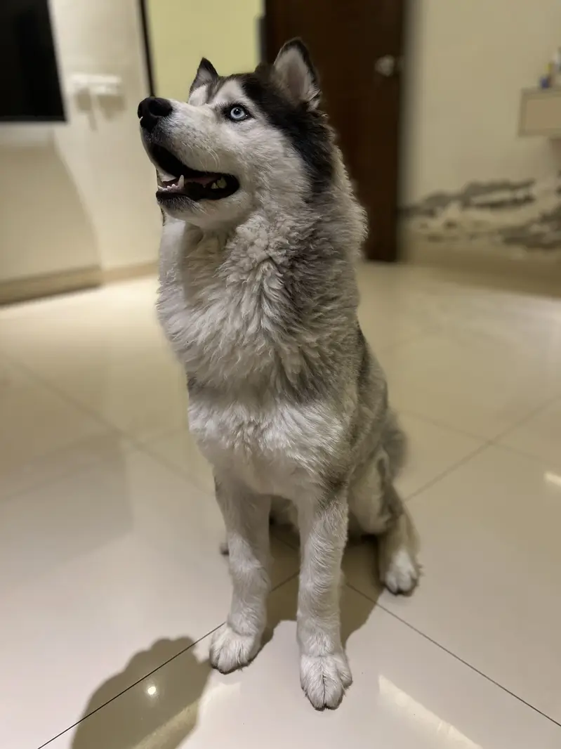 Siberian Husky Male – 11 Months Old | Grey & White | Urgent Sale — photo 12
