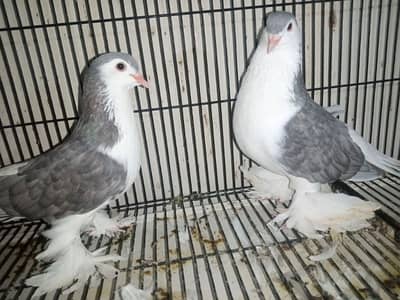 Silver Sherazi for sale