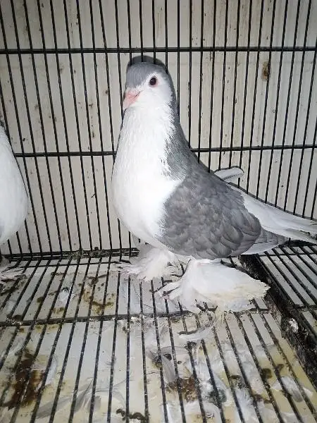 Silver Sherazi for sale — photo 2