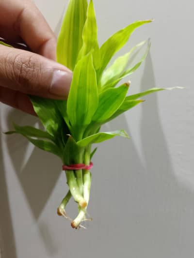 lucky bambo cuttings