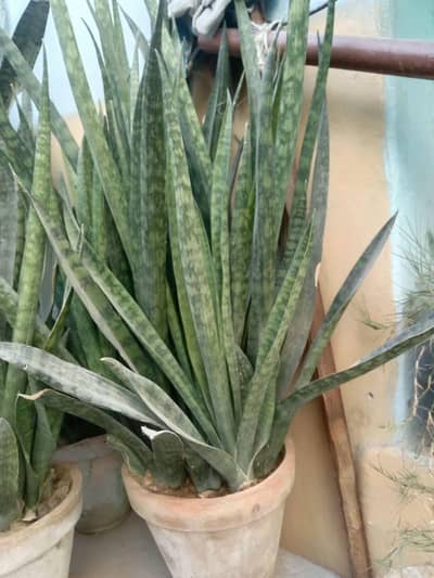 Snake Plant for Sale  | Beautiful Indoor Plant