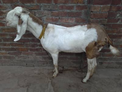 Abluk Rajanpuri Bakri 36 Height