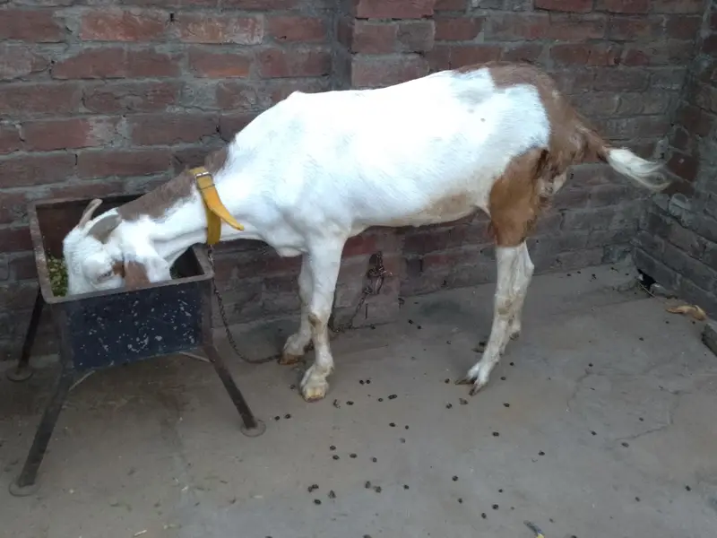 Abluk Rajanpuri Bakri 36 Height — photo 3