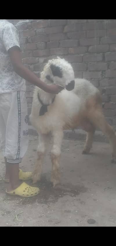 mundra chatra