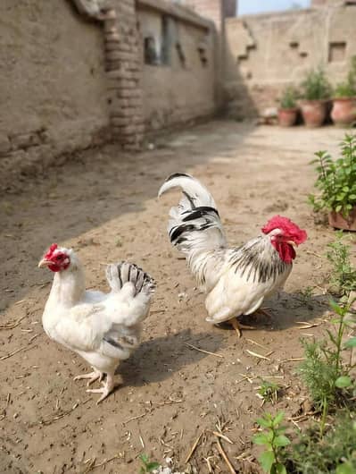 Japanese Bantam pair