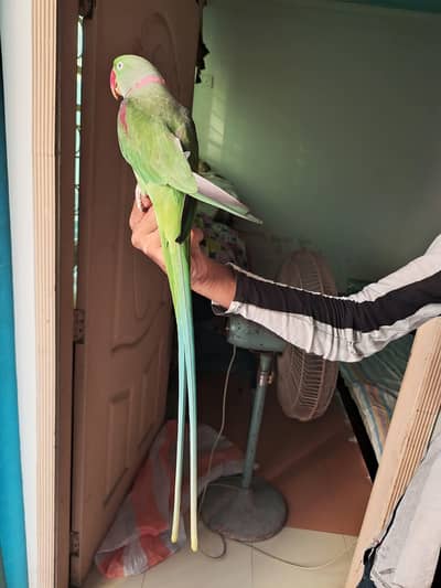 raw parrot male