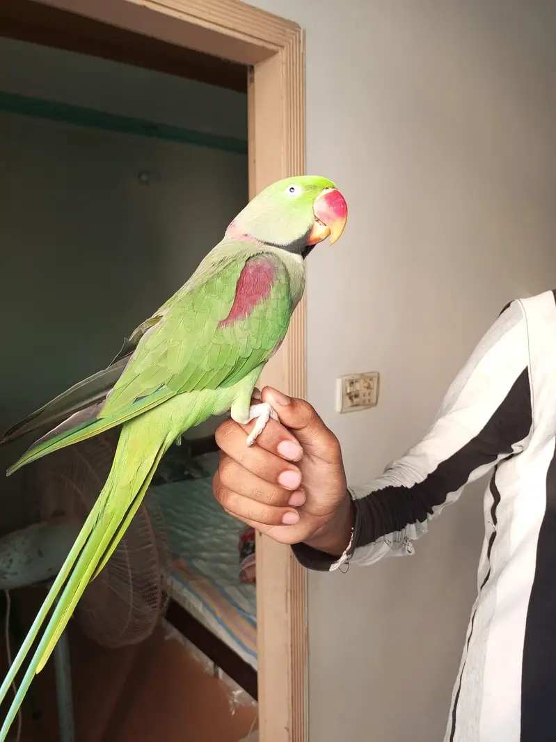raw parrot male — photo 2