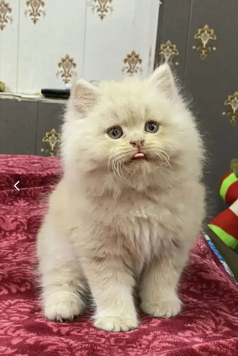 Persian kittens triple coat for sale contact whatsap 03144238157 — photo 2