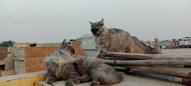 smooky Grey Persion