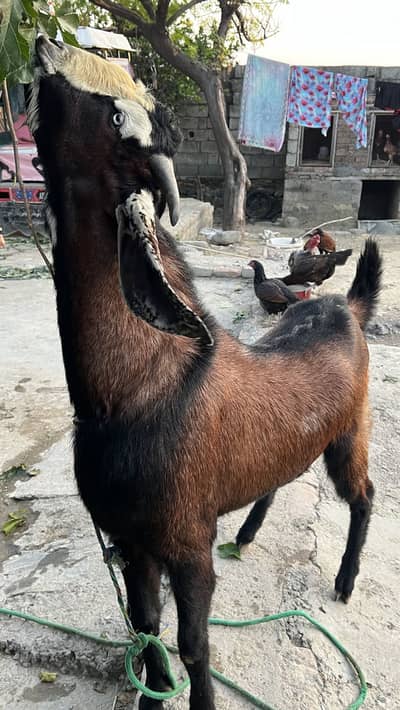 High quality bhakra available