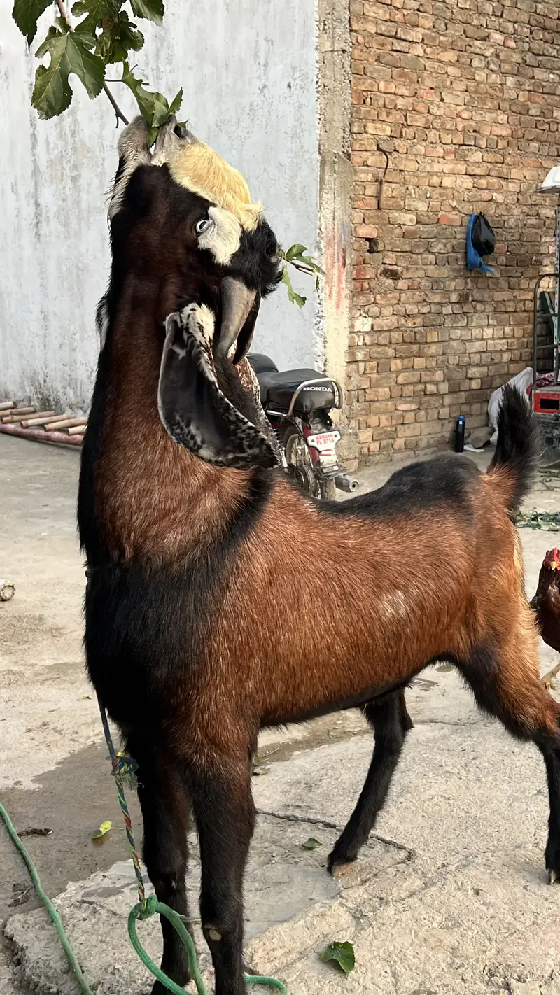 High quality bhakra available — photo 2