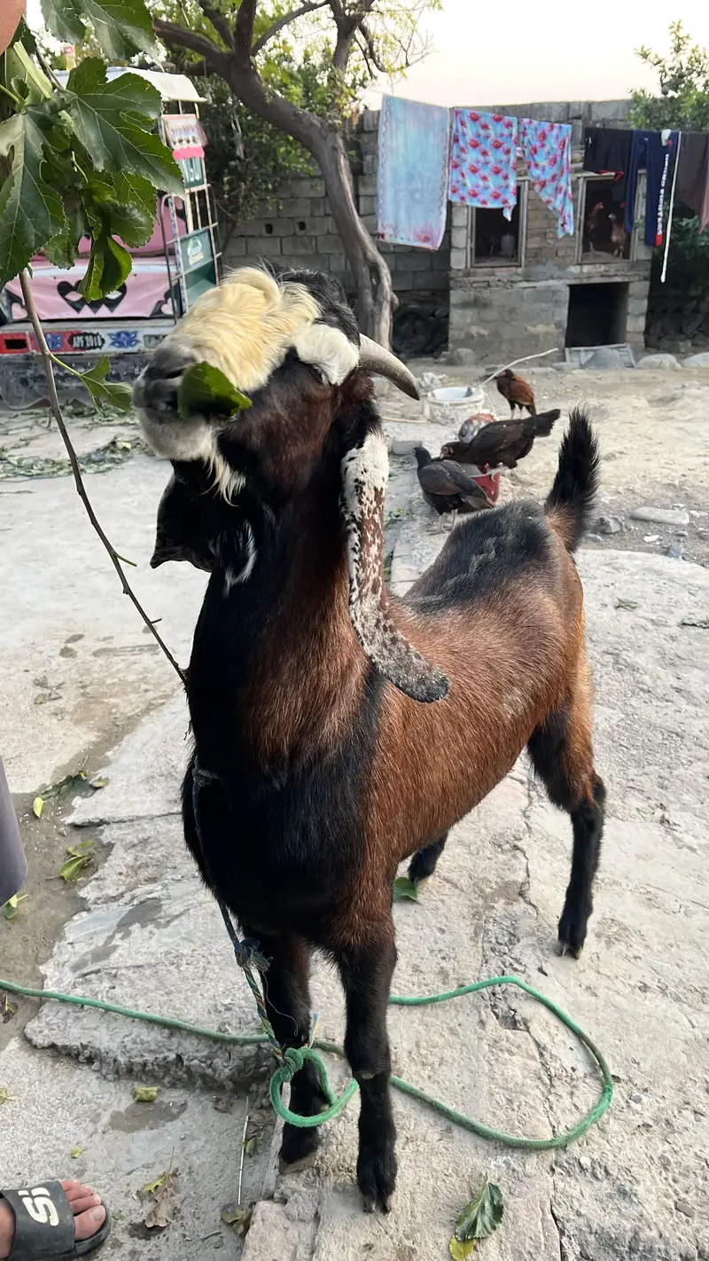 High quality bhakra available — photo 3