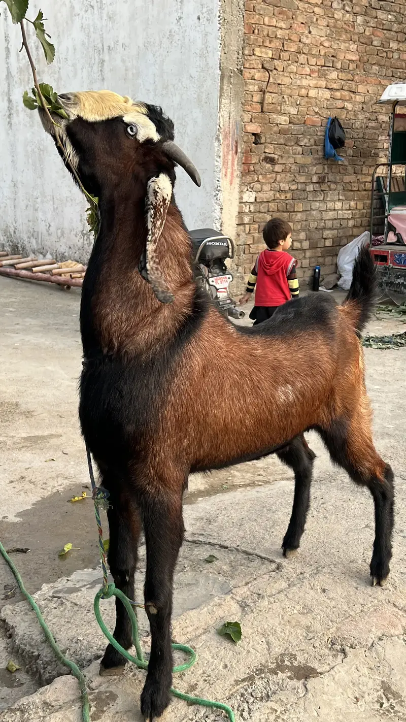 High quality bhakra available — photo 4
