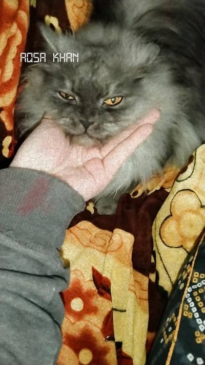 Persian cat double cotted 5 years old and well trained and playing cat